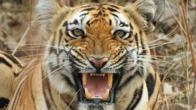 Tipeshwar Wildlife Sanctuary