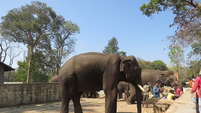 Elephant Training Camp