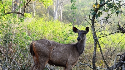 Rajaji National Park