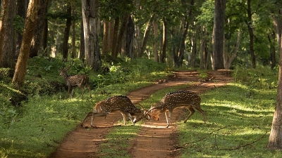 Jungle Safari