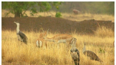 Nannaj - Great Indian Bustard Sanctuary
