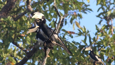 Dandeli Wildlife Sanctuary