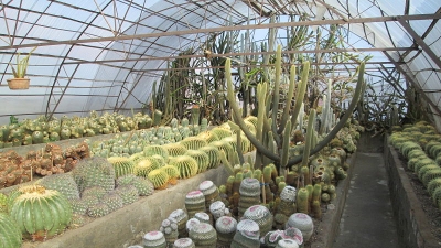 Cactus Nursery
