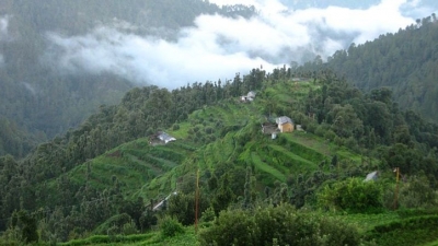 Kodia Jungle