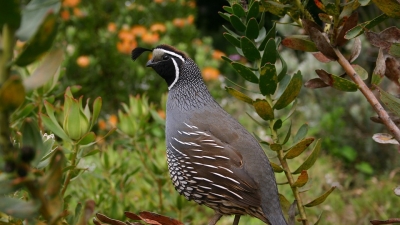 Vinog Mountain Quail Sanctuary