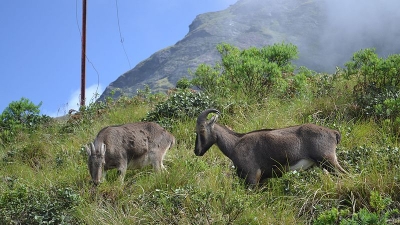 Eravikulam National Park