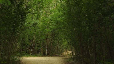 Hyderabad Botanical Garden