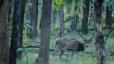 Parambikkulam Wildlife Sanctuary