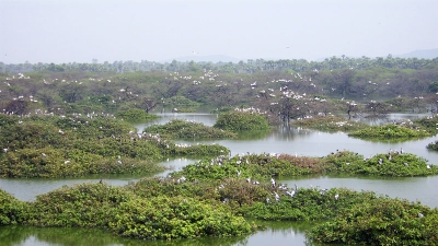 Panamarathupatti Lake