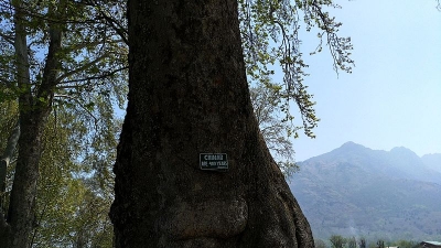 Chinar Bagh
