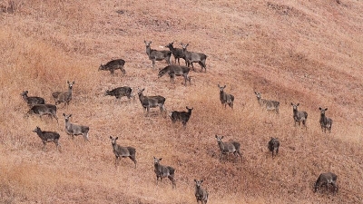 Dachigam Wildlife Sanctuary