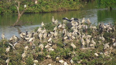 Vedanthangal Bird sanctuary