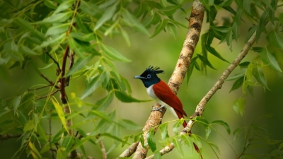 Mangalavanam Bird Sanctuary