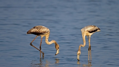 Pulicat Bird Sanctuary