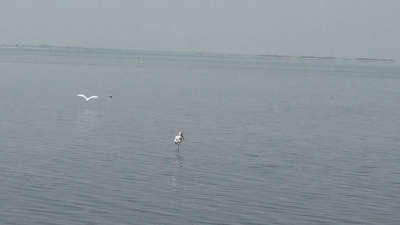Pulicat Lake