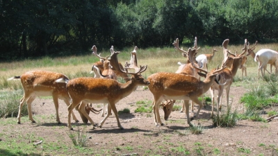 Kanchula Korak Musk Deer Sanctuary