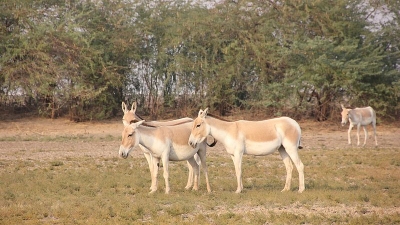 Kutch Desert Wildlife Sanctuary
