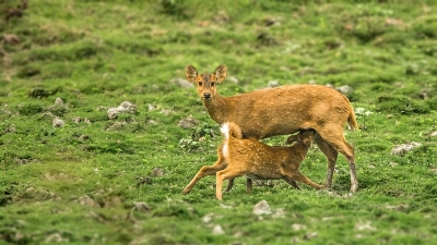 Panbari Reserve Forest