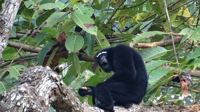 Hollongapar Gibbon Wildlife Sanctuary