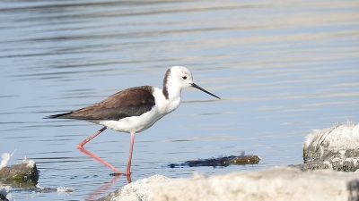 Porbandar Bird Sanctuary