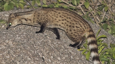 Ratanmahal Sloth Bear Sanctuary