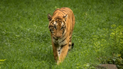Darrah Wildlife Sanctuary