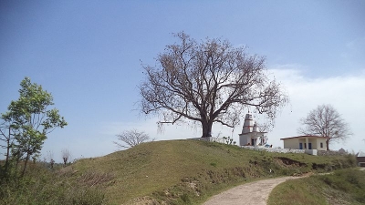 Bangana Lathian Piplu