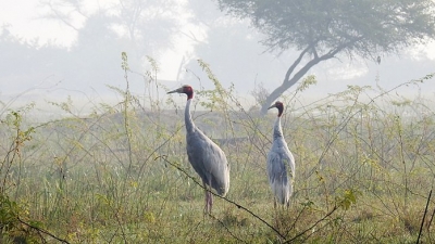 Bassi Wildlife Sanctuary