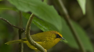 Eaglenest Wildlife Sanctuary