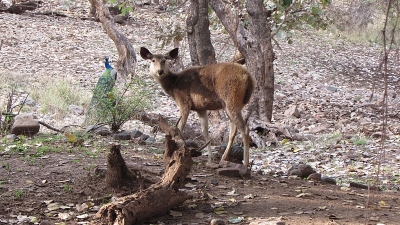 Sawai Man Singh Sanctuary