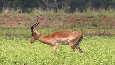 Mehao Wildlife Sanctuary
