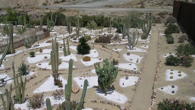 Cactus Garden