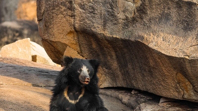 Lakarda And Anantpura