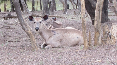Ranthambore National Park