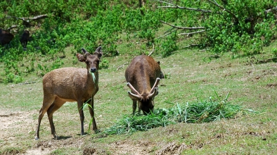 Simbalwara Wildlife Sanctuary