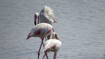 Khijadiya Bird Sanctuary