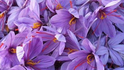 Saffron Farm