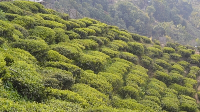 Tea Gardens