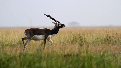 Velavadar Black Buck National Park