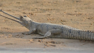 Ken Gharial Sanctuary