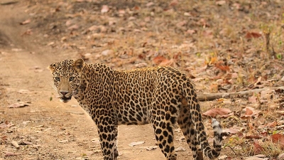 Bori Wildlife Sanctuary