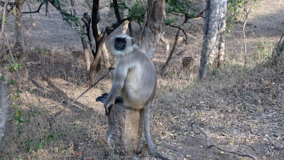 Reserve Forest Sanctuary