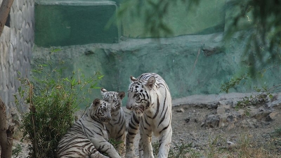 Rampara Wildlife Sanctuary