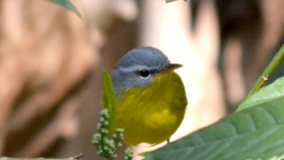 Murlen National Park