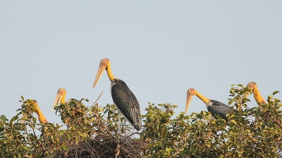 Kusheshwarasthan Bird Sanctuary