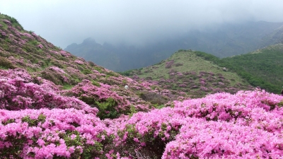 Rhododendron Blooms