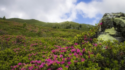 Shingba Rhododendron Sanctuary