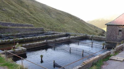 Trout Farm