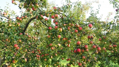 Apple And Plum Orchards