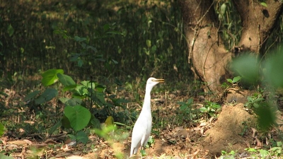 Amala Wildlife Sanctuary